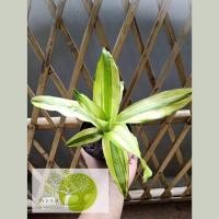 ราคา วาสนาราชินี ต้นวาสนา วาสนา ต้นไม้มงคล ปลูกในบ้าน เสริมโชคลาภ เสริมวาสนาบารมี (7994309504)