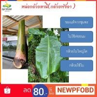 ราคา หน่อกล้วยตานี (กล้วยพังลา) 1ต้น/กล่อง ต้นใหญ่ (4853651715)