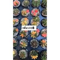 ราคา ยิมโนด่างไม้เมล็ด/ไม้เขียว/ยิมโนแอลบี (23176877154)