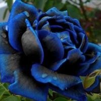 ราคา 20 เมล็ด กุหลาบอังกฤษ พันธุ์ไม้เลื้อย สีน้ำเงิน ดอกใหญ่ Rose seeds (9675627738)
