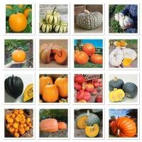 ราคา เมล็ดพันธุ์ ฟักทอง Pumpkin Seed / สปาเก็ตตี้ / ฮาโลวีน แจ๊คโอแลนเทิร์น / ฟักทองยักษ์ / ญี่ปุ่น เกอิชา / ฮาโลวีน แจ๊คโอแ (6965325606)