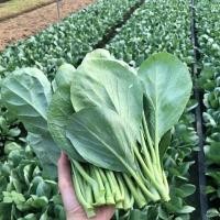 ราคา top kale seeds about 300 Chinese kale seeds kale seeds vegetable seeds planting vegetables garden kitchen (57610625048)