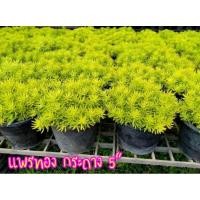 ราคา แพรทอง กระถาง5"หรือเศรษฐีแพรทอง☘ . ต้นไม้ชื่อมงคล ปลูกไว้เป็นสิริมงคล เป็นพืชใบอวบน้ำ (8716058460)