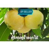 ราคา ต้น​ชมพู่​น้ำดอกไม้​ (กิ่ง​ตอน)​ ขนาด​ 60-80​ ซม. (8033041502)
