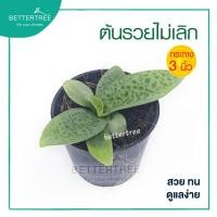 ราคา ต้นรวยไม่เลิก กระถาง 3 นิ้ว ต้นไม้มงคล ต้นไม้ ต้นไม้ในบ้าน ต้นไม้ร่ม รวยไม่เลิก (3218266088)