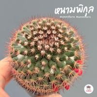 ราคา แมมหนามพิกุล Mammillaria Mammillaris แคคตัส กระบองเพชร cactus&succulent (5975800353)
