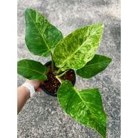ราคา ฟิโลเดนดรอนหูช้าง ด่างสวยมาก แข็งแรง philodendrongiganteumvariegated (8116717802)
