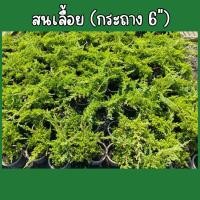 ราคา สนเลื้อย กระถาง 6นิ้ว ต้นสนเลื้อย ทำบอนไซ ส่งพร้อมกระถาง (44757348055)