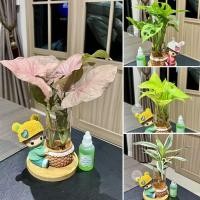 ราคา ต้นไม้เเช่น้ำ ใน โหลเเก้วตุ๊กตา + ถาดรองไม้ แถมปุ๋ยน้ำ Minitree89 เช่น พลูด่าง เงินไหลมา ไผ่กวนอิม ไม้ฟอกอากาศ ไม้มงคล (29379819249)