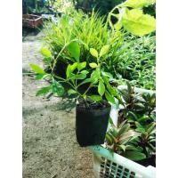 ราคา ต้นเทียนทอง เทียนทอง ในถุงดำพร้อมปลูก 25 บาท (10319691154)