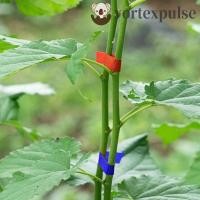 ราคา VORTEXPULSE 10 ชิ้น Tying|เทป, 10 ชิ้น 1 กล่อง Staple Plant สาขาสายผูก, Tapenter Tying Binding เครื่องมือ Tying เทปสาขาเทป Garden Banding|ใช้สวน (53814178272)