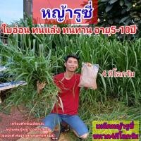 ราคา เมล็ดหญ้ารูซี่4 กิโลกรัม #เมล็ดหญ้ารูซี่พร้อมปลูกเดือน ม.ค.ปี69 #หญ้ารูซี่ #RuziGrass#เกรียงศักดิ์เมล็ดพันธุ์หญ้า (45954037076)