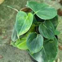 ราคา Philodendron Lupinum/ฟิโลเดรนลูพีนั่ม (29072373701)