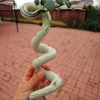 ราคา 10 เมล็ด บวบ บักบวบ Non-GMO Snake Gourd Seeds สายพันธุ์ บวบงูยาวสีขาว (44423670200)