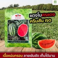 ราคา 40กรัม แตงโม คริมสัน เรด Exp.1/2571 ศรแดง เมล็ดพันธุ์แตงโม แตงโม แตงโมศรแดง (13610527407)