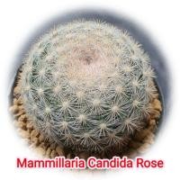 ราคา แมมแคนดิด้า Mammillaria Candida var. Rose แคคตัส กระบองเพชร ในกระถาง 3 นิ้ว (27437256732)