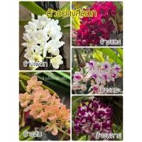 ราคา ‼️กล้วยไม้ขายดี กล้วยไม้ช้าง 5 สี กลิ่นหอมมาก (ส่งตรงจากสวน) (7664487955)