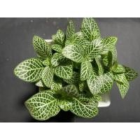 ราคา ต้นละอองดาว (Hypoestes) (22381294492)