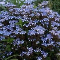 ราคา 4 เมล็ด ดอกไฮเดรนเจีย ดอกสามเดือน ใช้แทนความรัก Hydrangea สายพันธุ์ Tiny Tuff Stuff (41723791568)