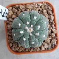 ราคา แอสโตรไฟตัม แอสทีเรียส กิ๊กโกะ ลิซซาร์ดสกิน astrophytum asterias kikko lizardskin (2822874739)
