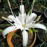 ราคา หัวว่านเศรษฐีน้ำเต้าทอง ว่านมหามงคล ว่านระฆังทอง Pancratium zeylanicum L 2 หัว (7671465791)