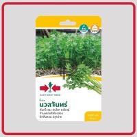 ราคา ขึ้นฉ่าย นวลจันทร์ ศรแดง (3163458113)