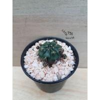 ราคา ยิมโนแดมซิไอ,แม่ลูกดกด่าง,ลูกชุบ (4071234927)