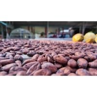 ราคา Raw Cacao Cacoa Beans เมล็ดโกโก้ดิบ | วัตถุดิบทำช็อกโกแลต มีเรทราคาส่ง (53801734145)