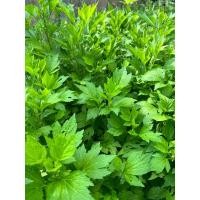 ราคา จิงจูฉ่าย (White mugwort) ชื่อภาษาไทย : จิงจูฉ่าย หรือ โกฐจุฬาลัมพาขาว (24033225729)
