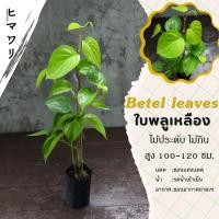 ราคา ต้นพันธุ์พลูเหลือง ต้นพลูกินหมากใบทอง ใบเหลือง รสชาดไม่เผ็ด รสชาดดี เหมาะสำหรับกินกับหมาก (22584809137)