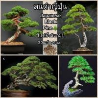 ราคา 50pcs เมล็ดพันธุ์ เมล็ดพันธุ์รวม เมล็ดสนดำญี่ปุ่น Japanese Black Pine ดอกไม้ปลูก เมล็ดพันธุ์ผัก ไม้ประดับ เมล็ดดอกไม้ (11965541341)