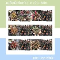 ราคา เมล็ดยิมโนด่าง x ยิมโนด่างMix หลายๆโคลนดัง ให้ด่างดี (13628361542)