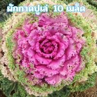 ราคา เมล็ดพันธุ์ผักกาดปูเล่ 10 เมล็ด (52458166215)