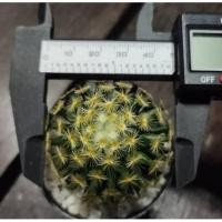 ราคา กระบองเพชร แมมขนนกเหลือง (Mammillaria Schiedeana) (3469466334)