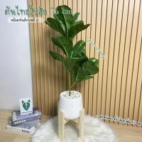 ราคา ต้นไม้ปลอม ไทรใบสัก พร้อมกระถางแหละหินสีขาวครบเซ็ต(75cm) (10719322263)