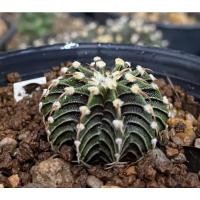 ราคา Cactus​ gymnocalycium​ VOS 014A แท้ (14149300648)