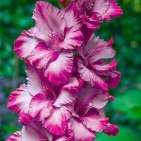 ราคา 10 หัว แกลดิโอลัส Gladiolus ดอกซ่อนกลิ่นฝรั่ง ดอกคำมั่นสัญญา สายพันธุ์ Lavender Blaze (24554425635)
