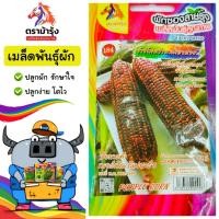 ราคา ขายปลีก ผักซอง ม้ารุ้ง Z184 ข้าวโพด แบล๊คฮอค *แพ็ค 5ซอง* เมล็ดพันธุ์ ข้าวโพด เมล็ดพันธุ์ลูกผสม เมล็ดพันธุ์ผัก ผักสวนครัว (45550697994)