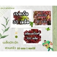 ราคา เมล็ดพันธุ์ผัก สลัดแดงโรสชี่ สลัดเพอเพิล สลัดแดงเครนโบว์ล 10แถม1คละได้ (20885442181)