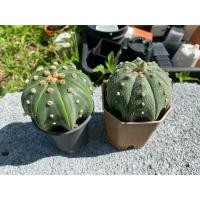 ราคา เซตแอสโตรปลาดาวนูดัม ไม้เมล็ด Astrophytum Nudum Starshape&asterias (26483665519)