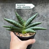 ราคา Sansevieria Lady Jasmine เลดี้จัสมิน (45604689348)