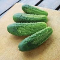 ราคา 30 เมล็ด แตงกวา แตงขี้ไก่ แตงร้าน Non-GMO Cucumber Seeds สายพันธุ์ Regal F1 (29642513100)