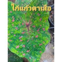 ราคา บอนสีไก่แก้วตาเสือบอนสีตระกูลไก่บอนแยกหน่อเลี้ยงนอกตู้ (21371144767)