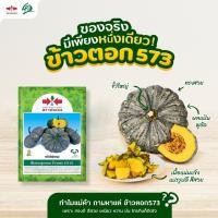 ราคา เมล็ดฟักทอง ข้าวตอก 573 F1 ตราศรแดง เมล็ดฟักทองลายข้าวตอก เมล็ดพันธุ์ฟักทอง เมล็ดพันธุ์ผัก เมล็ดผักสวนครัว (28304941011)