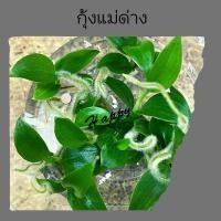 ราคา ก้ามกุ้ง แม่ด่าง เนื้อเยื่อ 5 ต้น Philodendron Florida Beauty (8091068790)