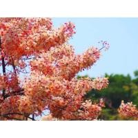 ราคา ต้นกัลปพฤกษ์ (จำนวน 10 ต้น) สูง 50-60 เซนติเมตร Cassia bakeriana #กัลปพฤกษ์ (20739059664)