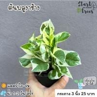 ราคา ต้นพลูงาช้าง ซื้อ 5 ต้นแถมปุ๋ย (40681818548)