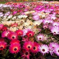 ราคา เมล็ดพันธุ์ ไอซ์แพลนท์ คละสี (Mesembryanthemem criniflorum Mix) บรรจุ 30 เมล็ด (53556726783)