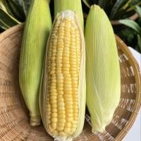 ราคา 50 เมล็ด ข้าวโพด ข้าวสาลี คง โพด บือเคส่ะ Corn Seeds สายพันธุ์ไทยแท้ ข้าวโพดหวานลูกผสม ซันสวีท (43922538423)