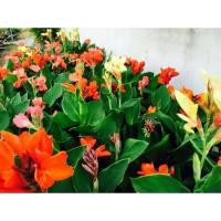 ราคา เมล็ดพุทธรักษาแคระmix (25913688964)